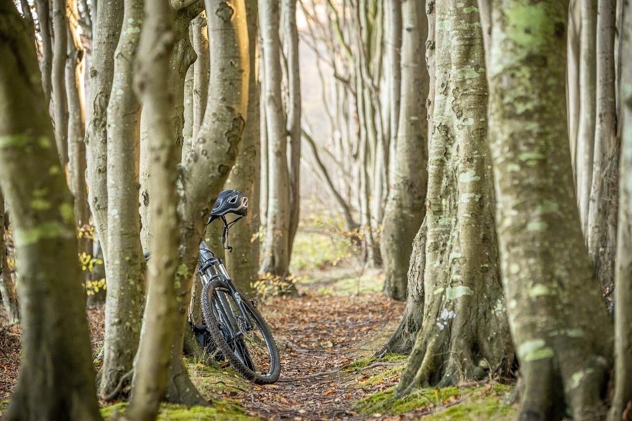 A bicycle parked in a forested area with trees and a leaf-covered path.