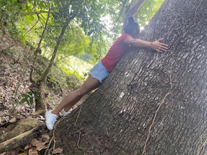 Hiking - MANGOO GLAMPING (Melgar)