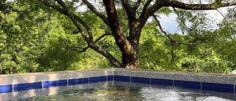 A tree-lined swimming pool with clear water and a blue edge.