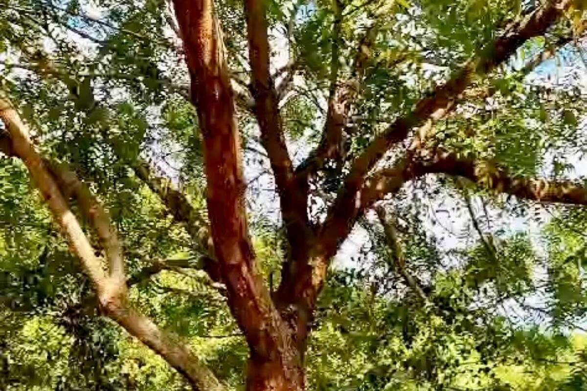 Una piscina con un árbol al fondo.
