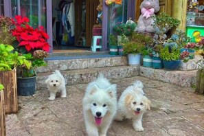 Unclassified image, 3 of 19, button - Banmu Fangtang Inn in Lijiang (Lijiang)