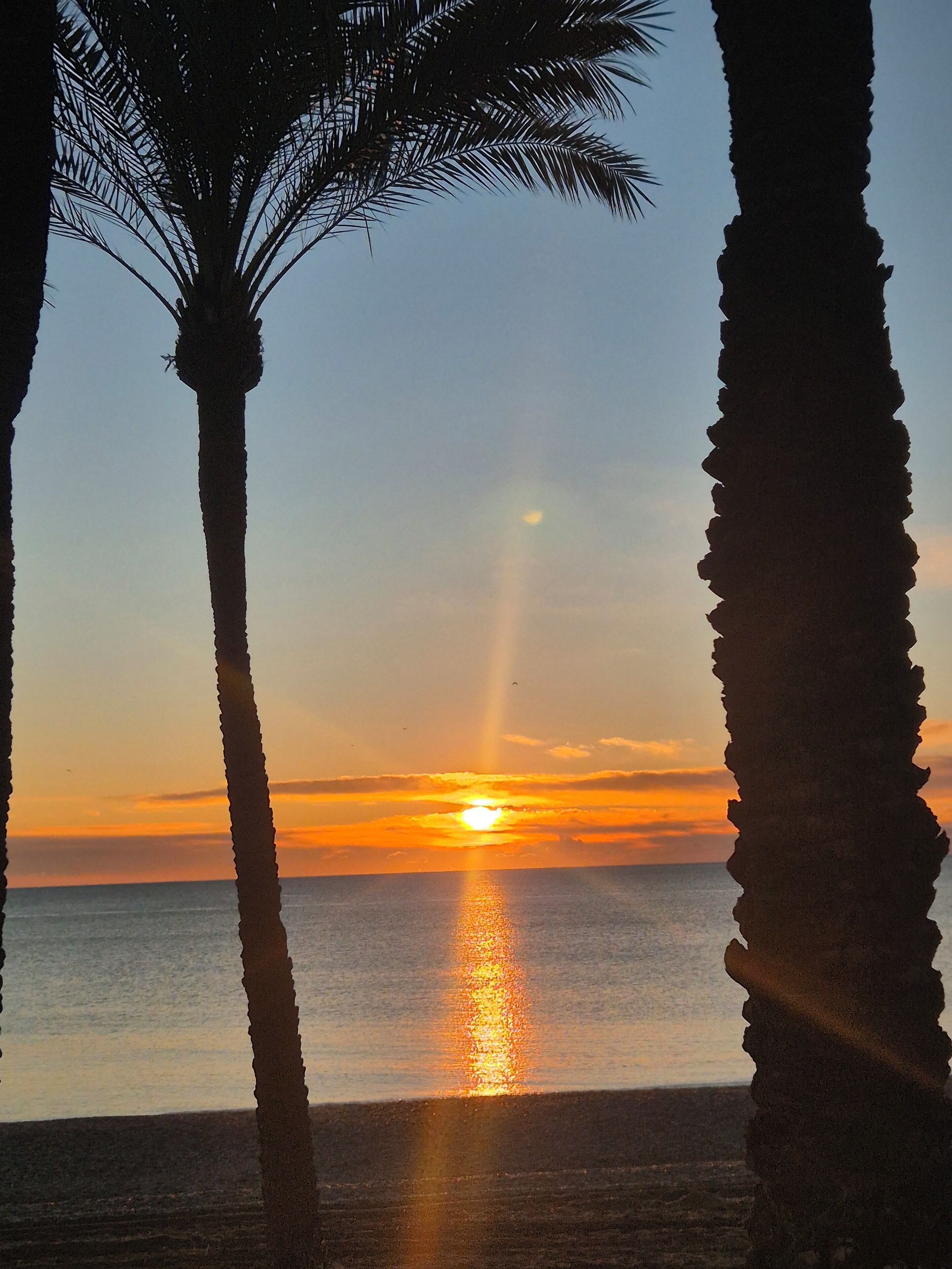 A sunset over the ocean with palm trees framing the view.