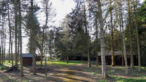 A forested area with a gravel path leading to a cabin.