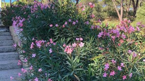 A garden with pink flowers and a stone staircase.
