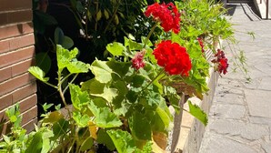 Un sendero estrecho bordeado por exuberante follaje y flores rojas, que conduce a la entrada de un edificio.