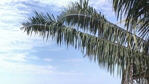 Un paisaje verde y exuberante con una palmera y vegetación densa en primer plano, que da a una vista de la costa distante.