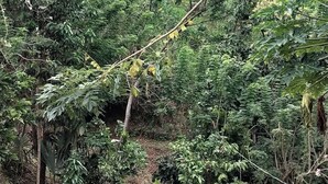 Una cabaña de madera elevada sobre pilotes en medio de una vegetación densa.