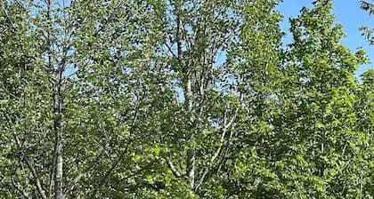 Anastasiaâs Domain 2, Farm stay, off grid cabin in a beautiful forest!