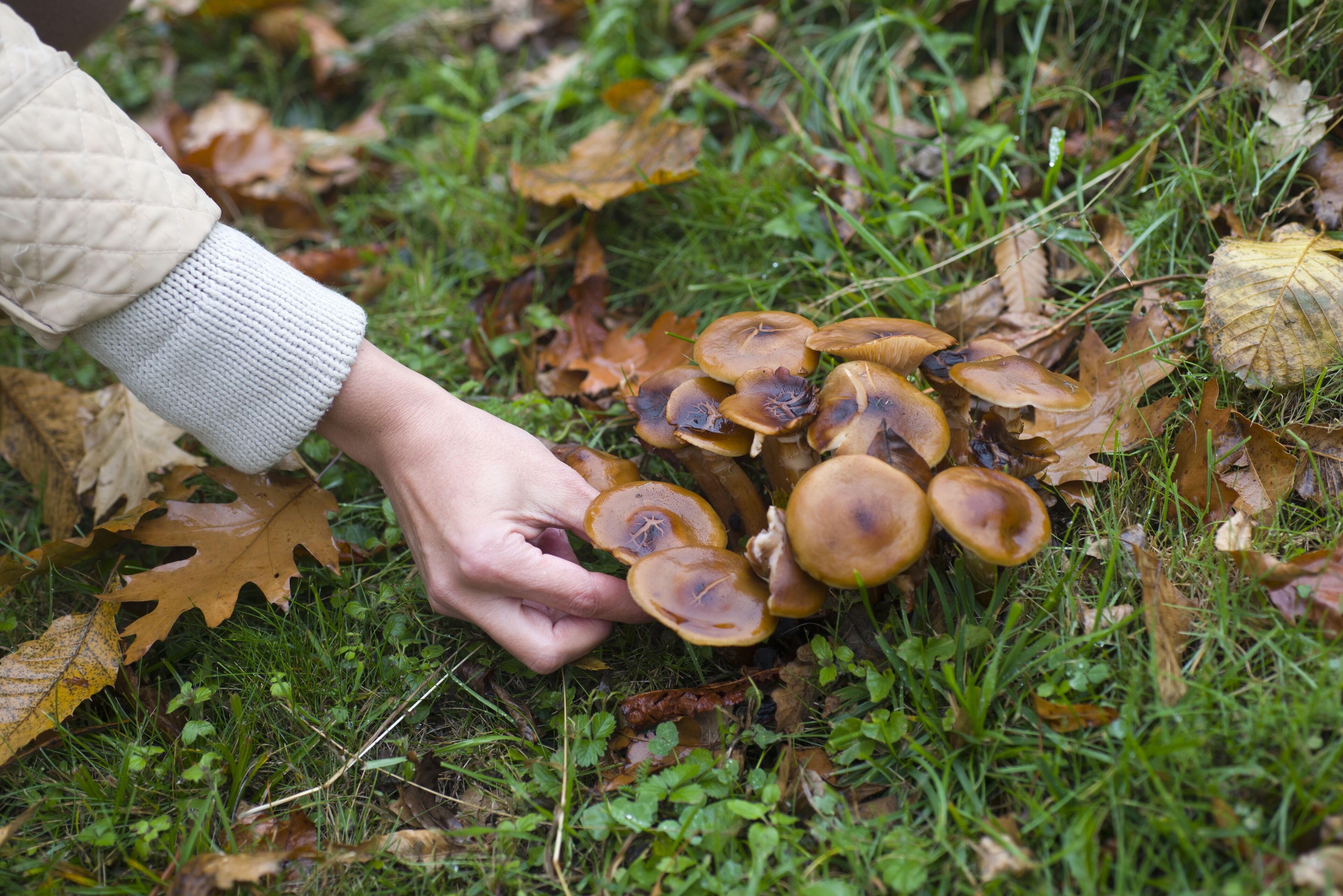 A hand holding a cluster of mushrooms on the ground surrounded by leaves.