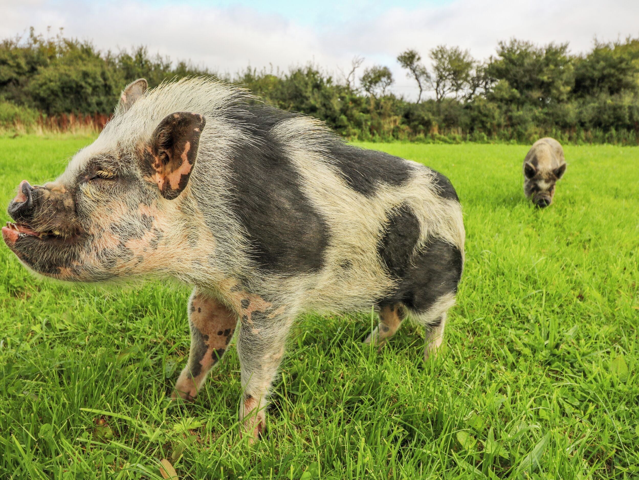Un cerdo en un campo de hierba, con otro cerdo al fondo.