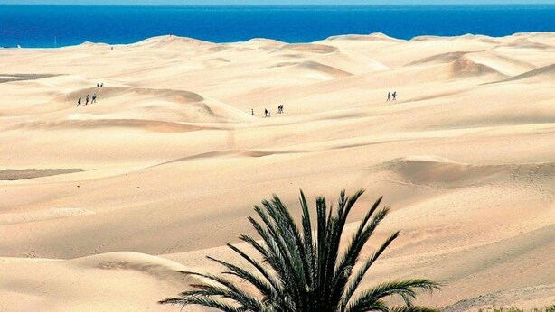 Paisaje desértico con dunas de arena y una palmera al frente.