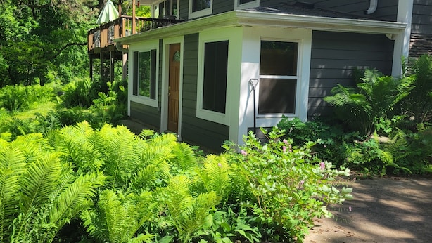A house with a porch surrounded by lush greenery and ferns.
