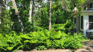 A house surrounded by dense greenery and trees.
