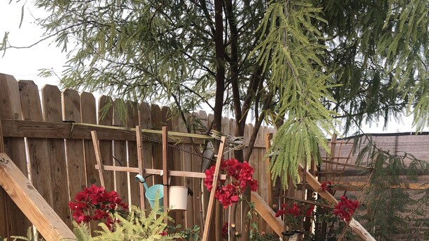 A garden with a wooden trellis, red flowers, a sunflower, and a cactus. - Cozy caravan with WiFi and AC in charming Thermal.Private location (Thermal)