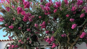 A wicker chair under a flowering tree in front of a building with large windows. - Horta dos Cedros  (Tomar)
