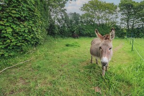 A donkey in a grassy field with dense foliage and trees in the background. - Sea View Loft (Penzance)