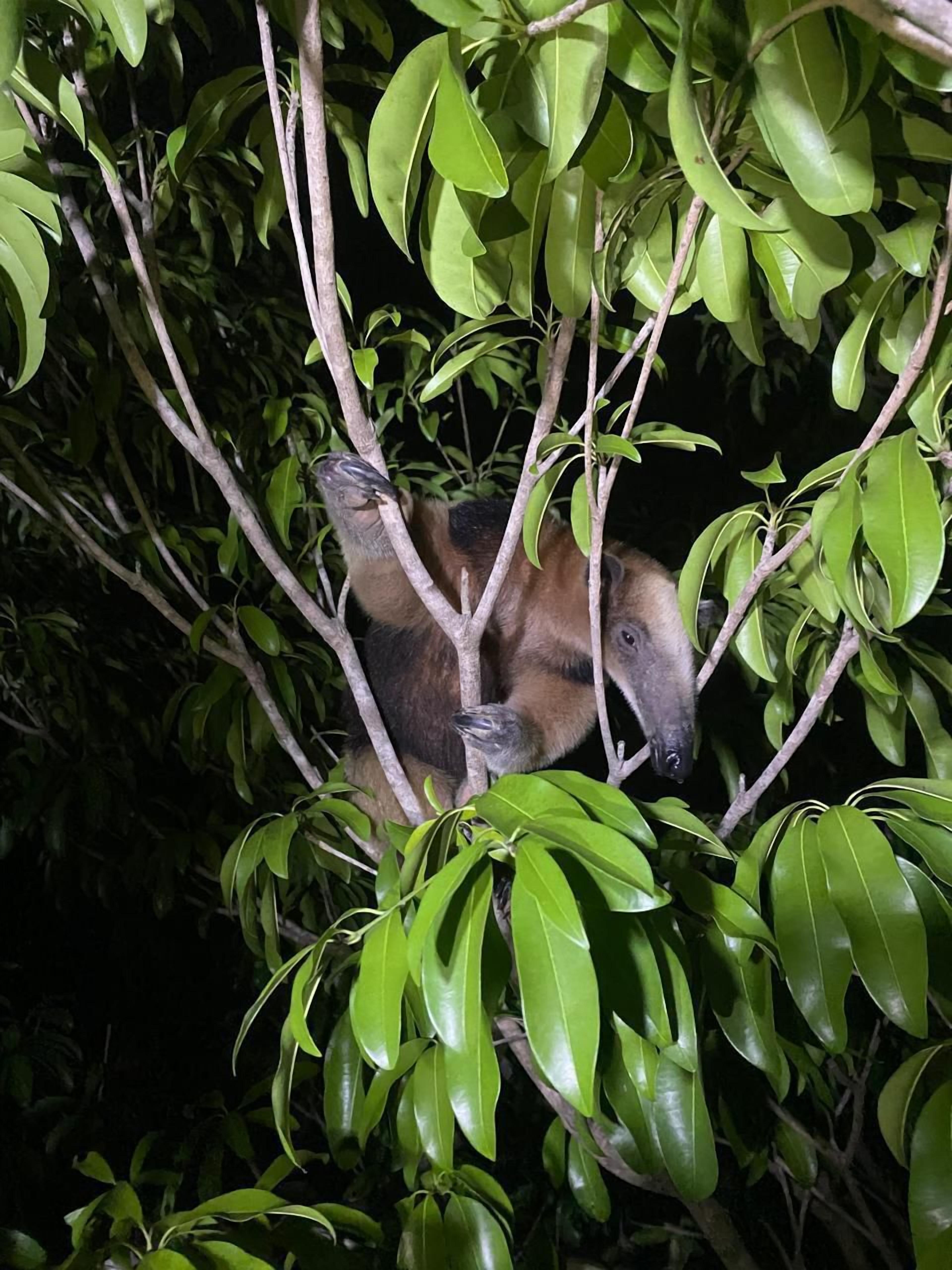 Un árbol de frondoso follaje verde.
