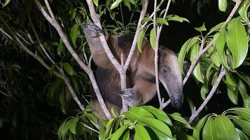 Un árbol de frondoso follaje verde.