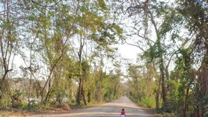 A paved road flanked by trees, leading into the distance. - Holiday home for nature lovers (Baixa Verde)
