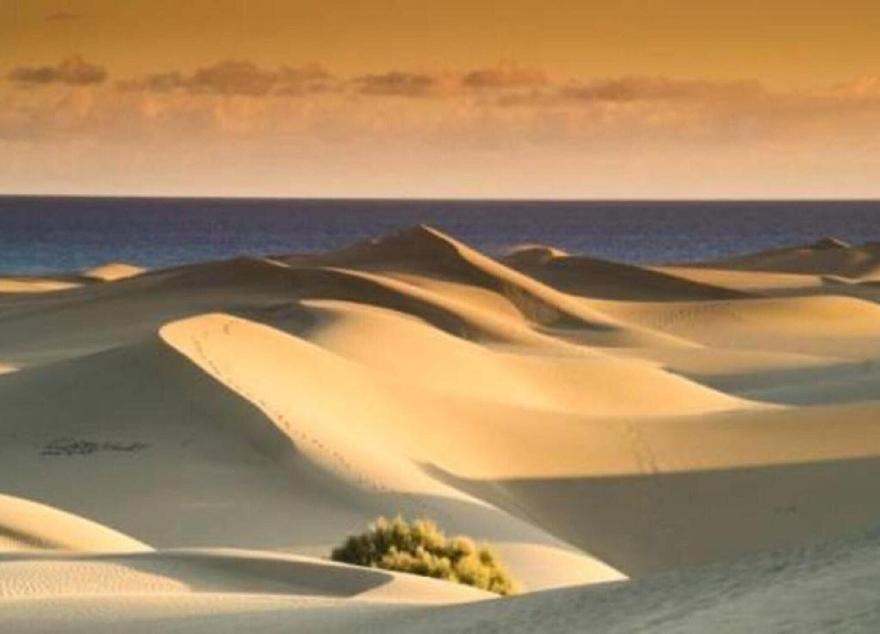 Paisaje desértico con dunas de arena y un arbusto pequeño al frente.