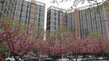 A parking lot with cars and a row of trees with pink blossoms.