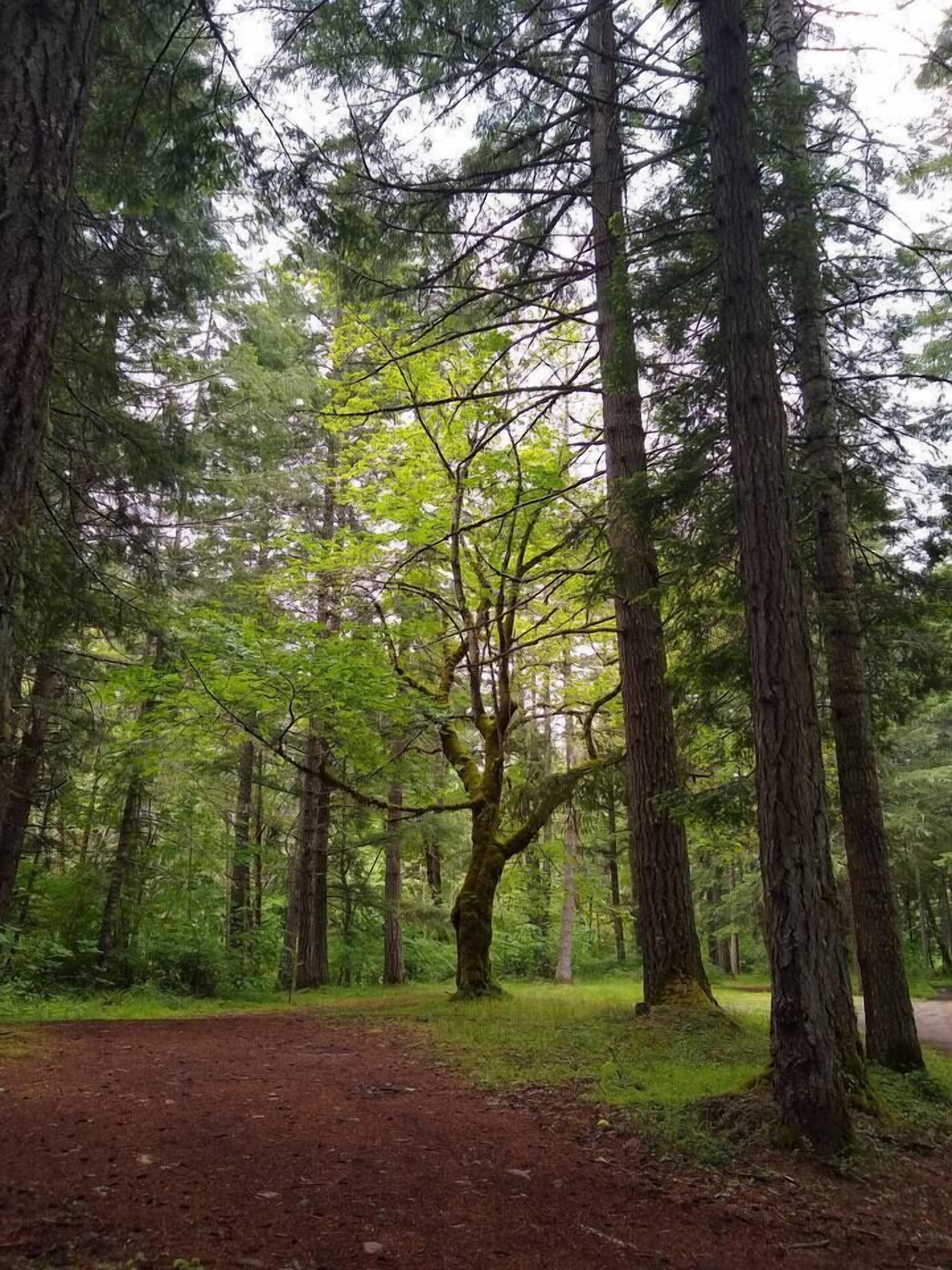 Une zone boisée avec un sentier de terre.