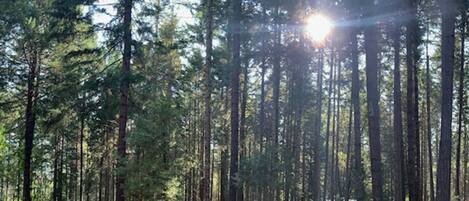 A forested area with tall trees and a clear path.