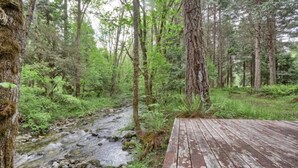 Metsäinen alue, jossa on puinen terassi, jolta avautuu näkymä puroon.