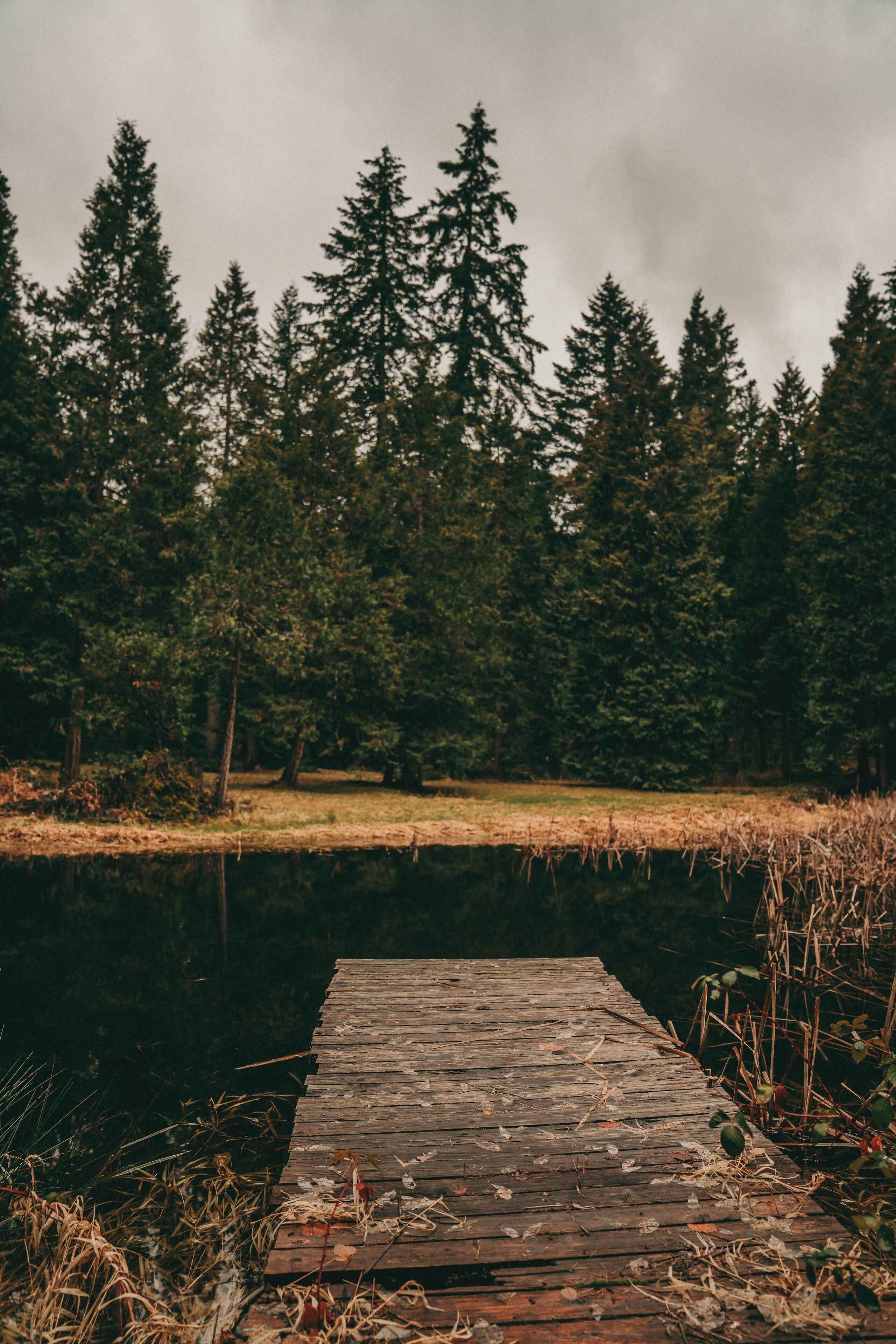 Una banchina di legno si protende su un'acqua calma, circondata da una fitta foresta.