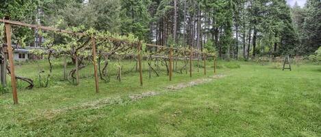 A vineyard with rows of grapevines supported by wooden trellises.