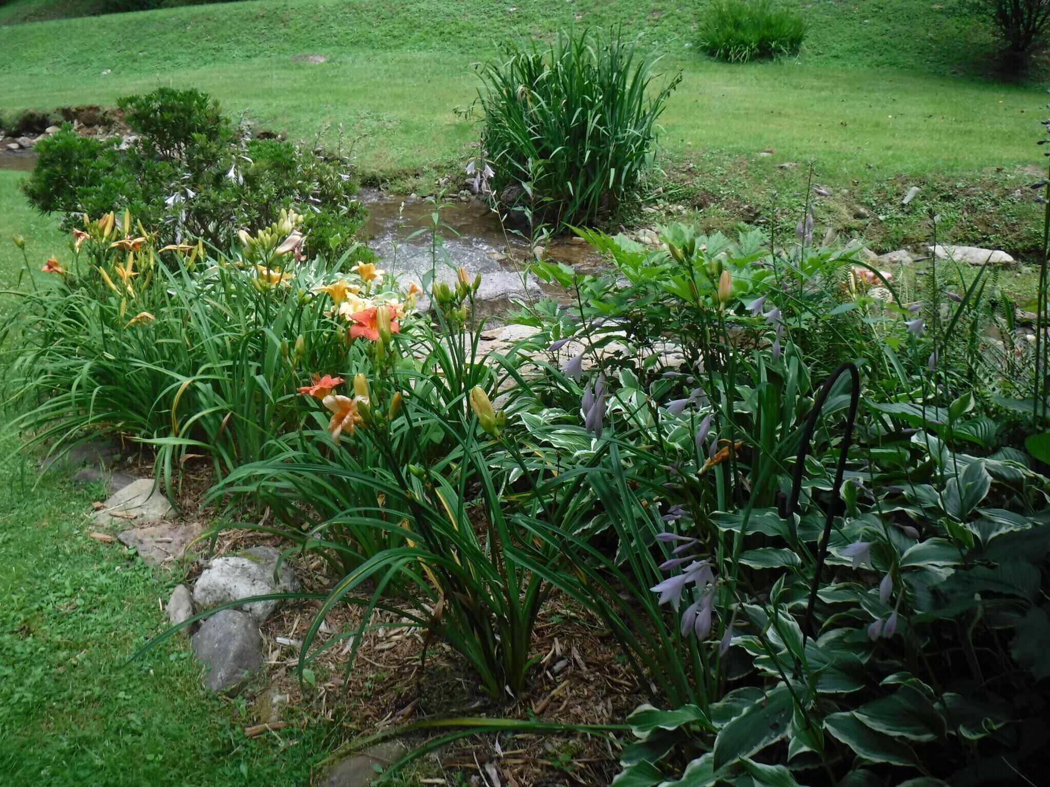 A garden with a small stream, various plants, and flowers.