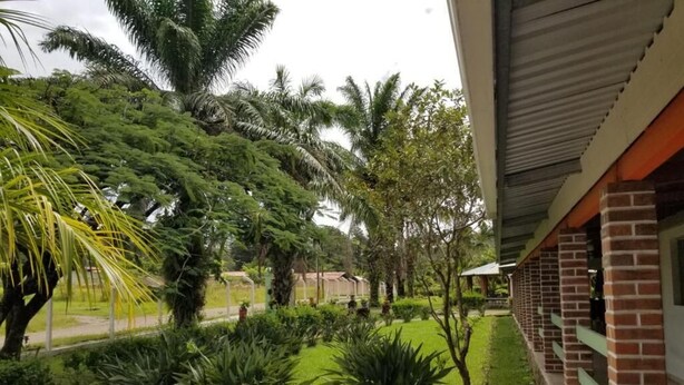 A garden with palm trees and various plants, a brick building, and a pathway. - La Estancia del Bosque  (Siguatepeque)