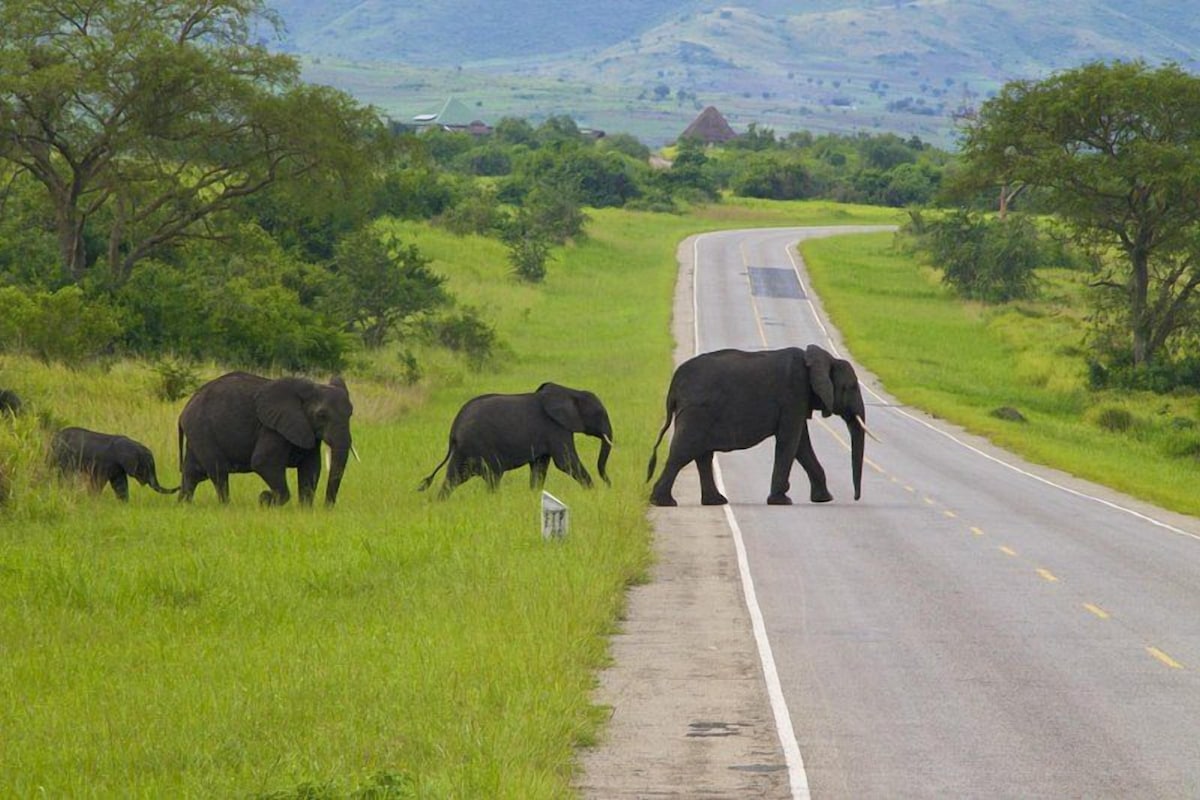 A road with elephants crossing.