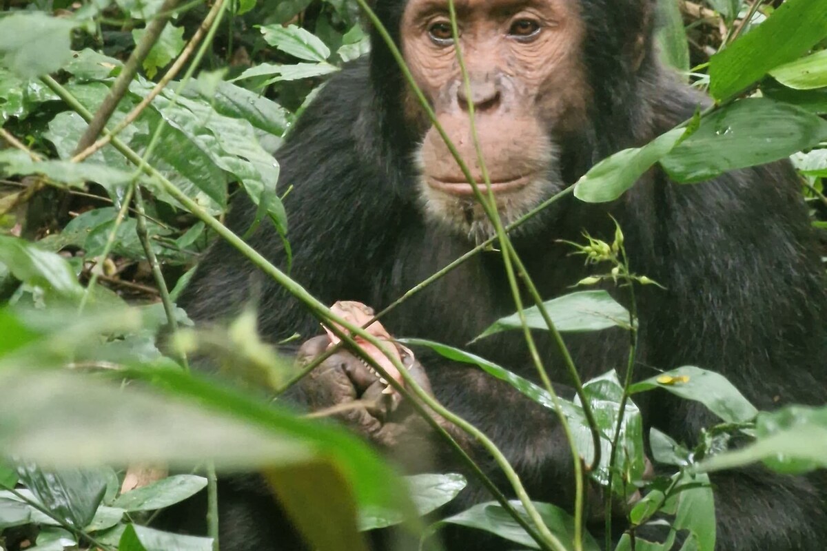 En chimpansé i et tæt, grønt skovmiljø.
