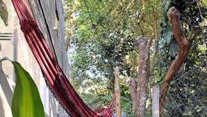 En hængekøje spændt imellem træerne, en potteplante og en fliseterrasse.