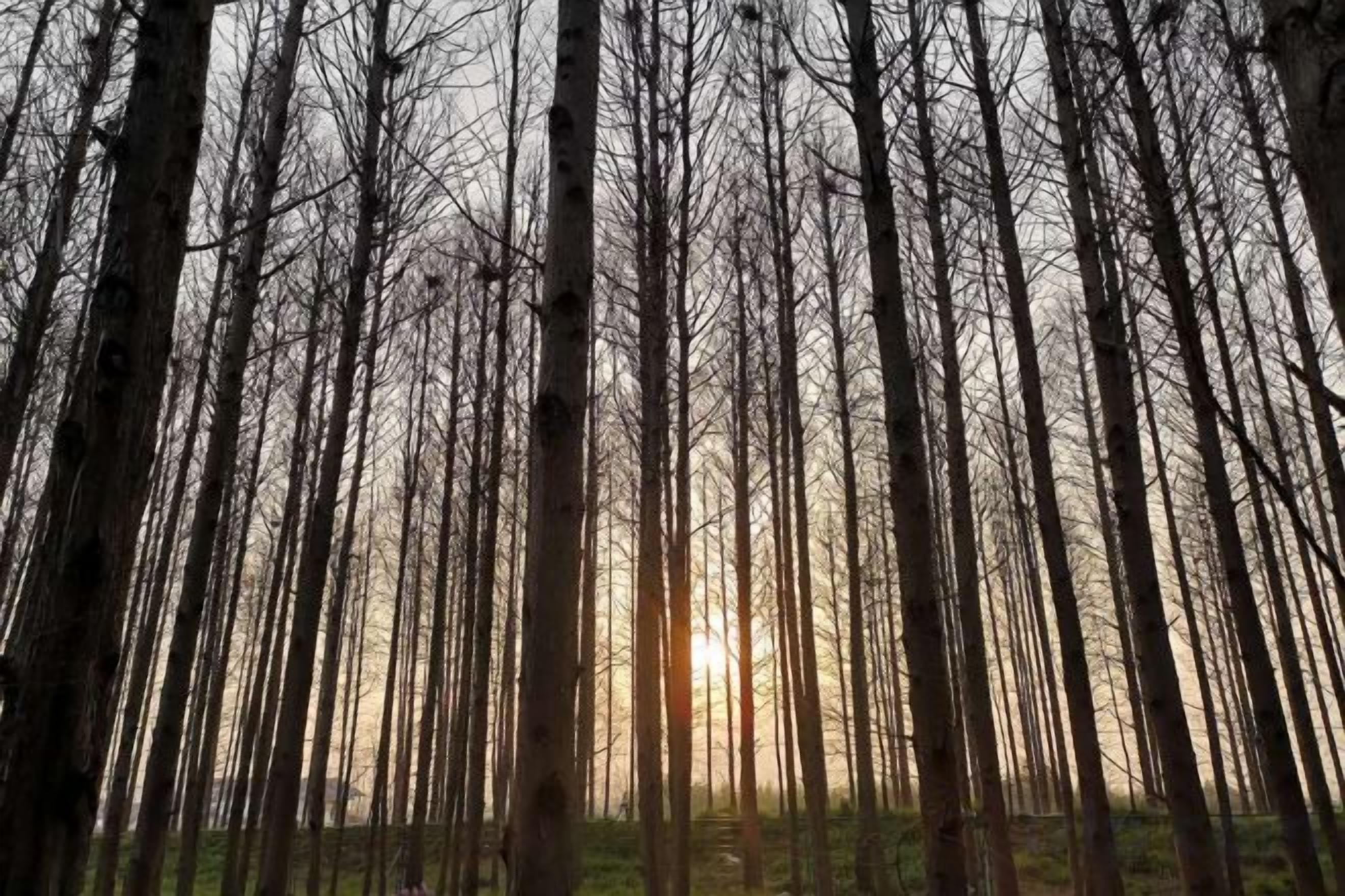 Un bosque con árboles altos y delgados bajo un cielo despejado.
