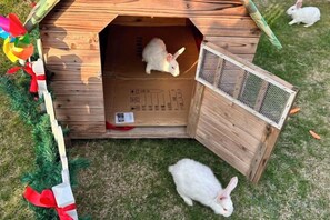A wooden rabbit hutch with an open door, a mesh side panel, and a label on the floor. - Mingzhu Lake Resort (Shanghai)
