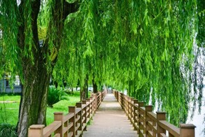 A pathway with a wooden fence on one side and trees on the other. - Mingzhu Lake Resort (Shanghai)