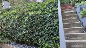 A staircase with a metal handrail, surrounded by dense green ivy. - Charming bungalow house in Sherman Oaks w/ pool table, fire pit, hot tub & piano (Los Angeles)