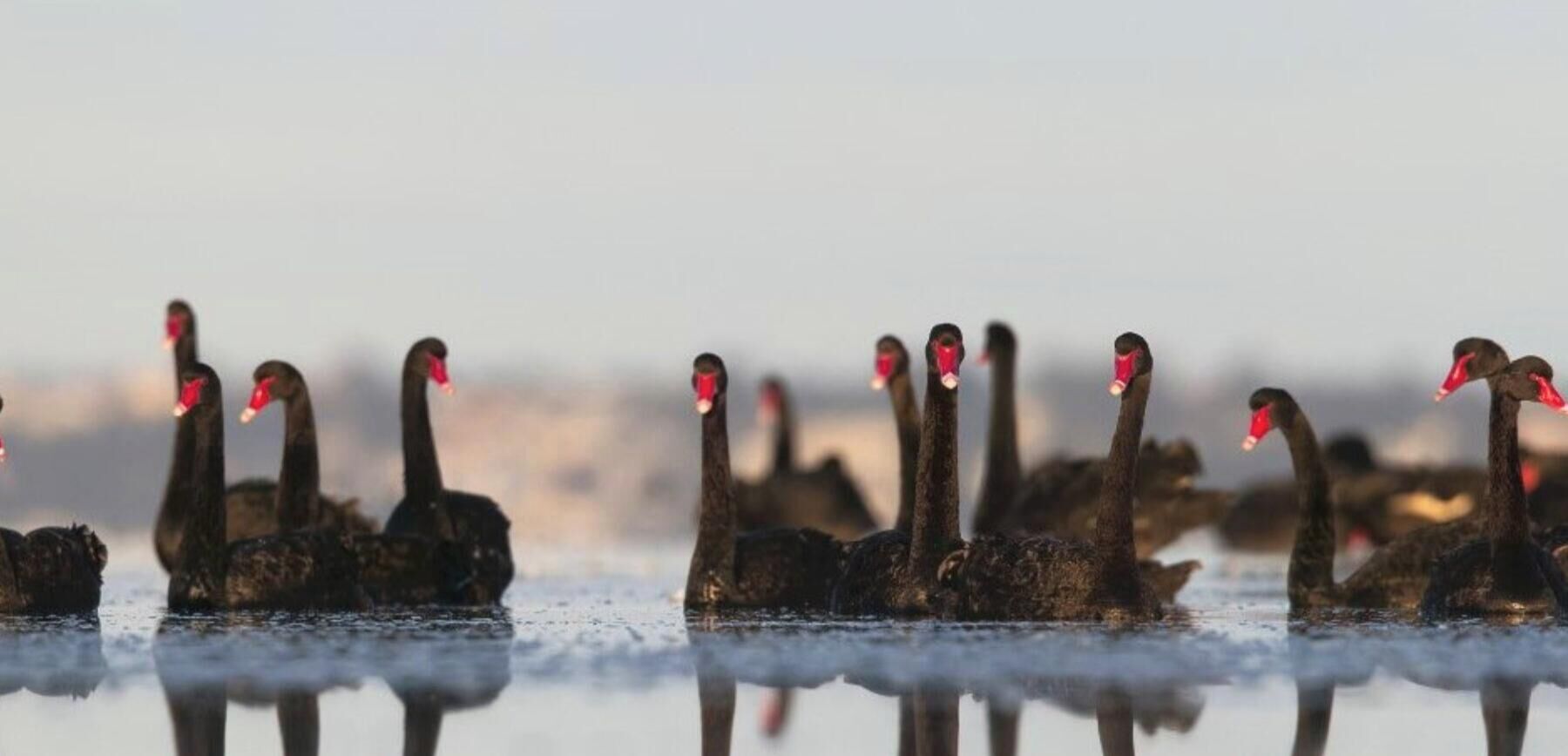 Waterfront Cottage | Swans on the water | Local wildlife