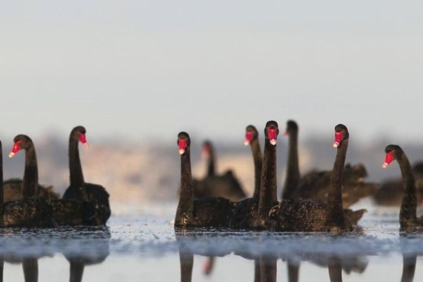 Waterfront Cottage | Swans on the water | Local wildlife