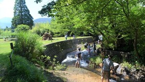 A natural water feature with a stone wall and a wooden fence, surrounded by greenery and trees. - Kuju Aid Station (Kokonoe)