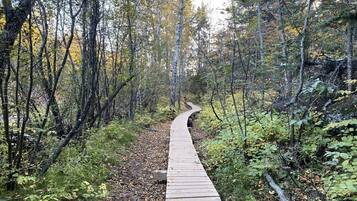 Une promenade en bois sinueuse qui traverse une forêt dense, avec de nombreux arbres et un sous-bois touffu.