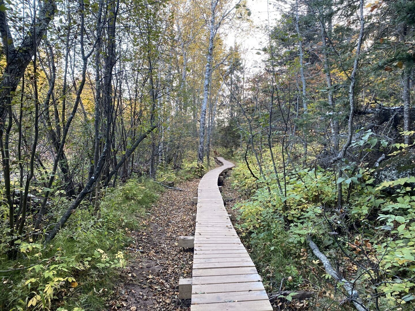 A wooden boardwalk winding through a forest with dense trees and undergrowth.