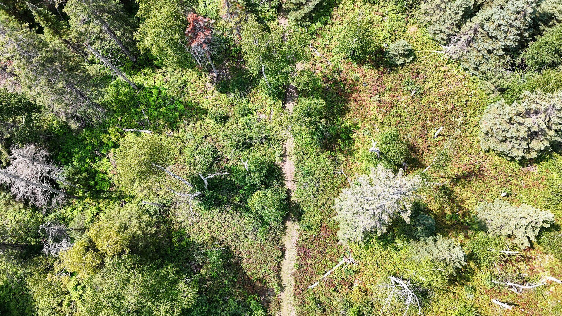 Luchtbeeld van een bebost gebied met een duidelijk zichtbaar pad tussen de bomen.