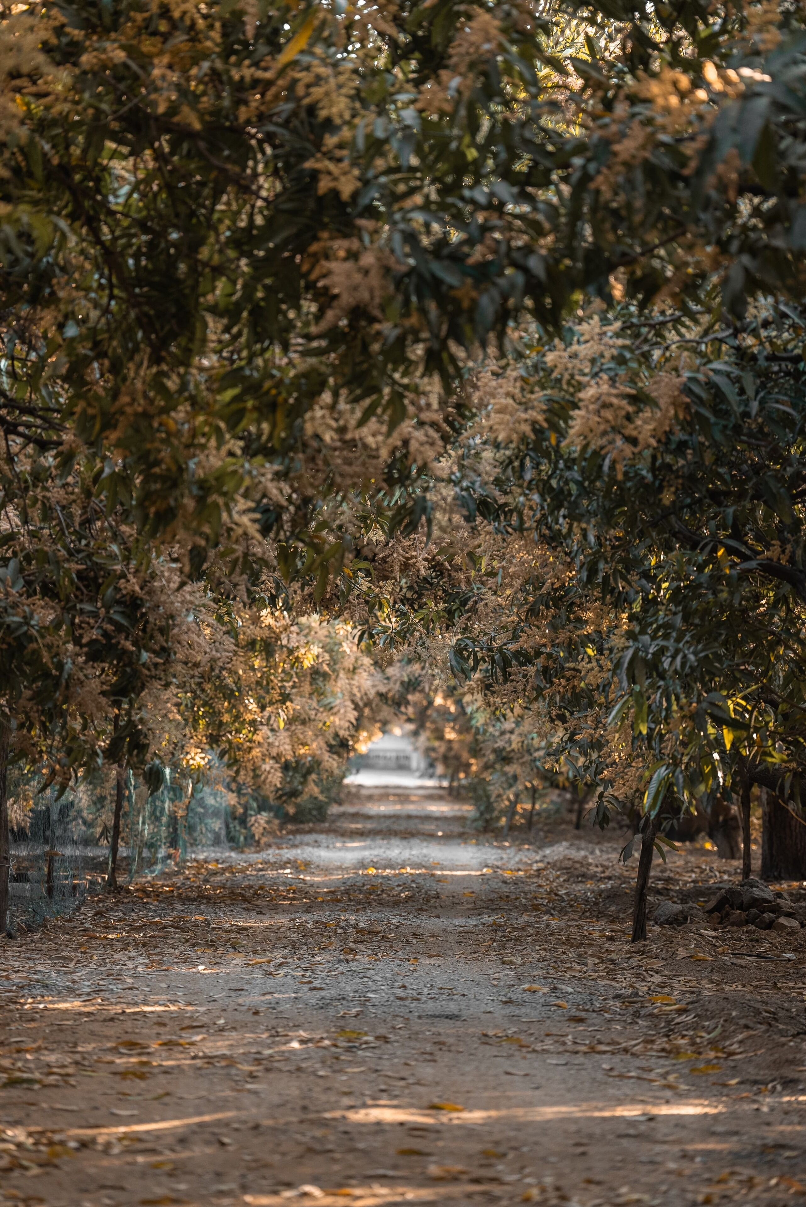 A pathway lined with trees and covered in fallen leaves.