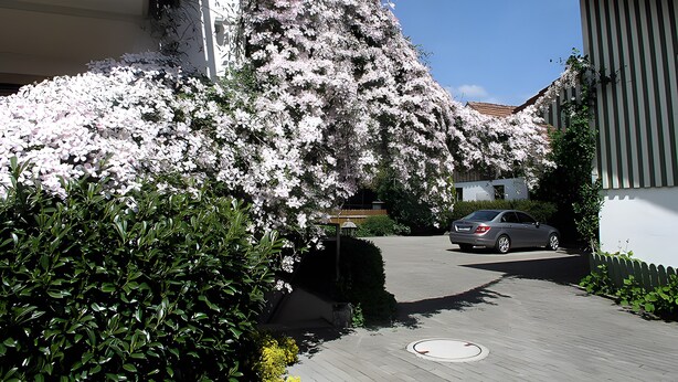 Une rue résidentielle bordée de cerisiers en fleurs, avec une voiture garée et un immeuble dont le revêtement extérieur est constitué de panneaux verticaux.