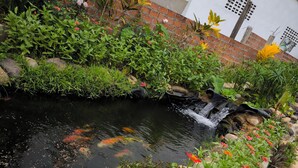 A garden with a small pond, various plants, and a brick wall. - Dok Champa Hotel (Vang Vieng)