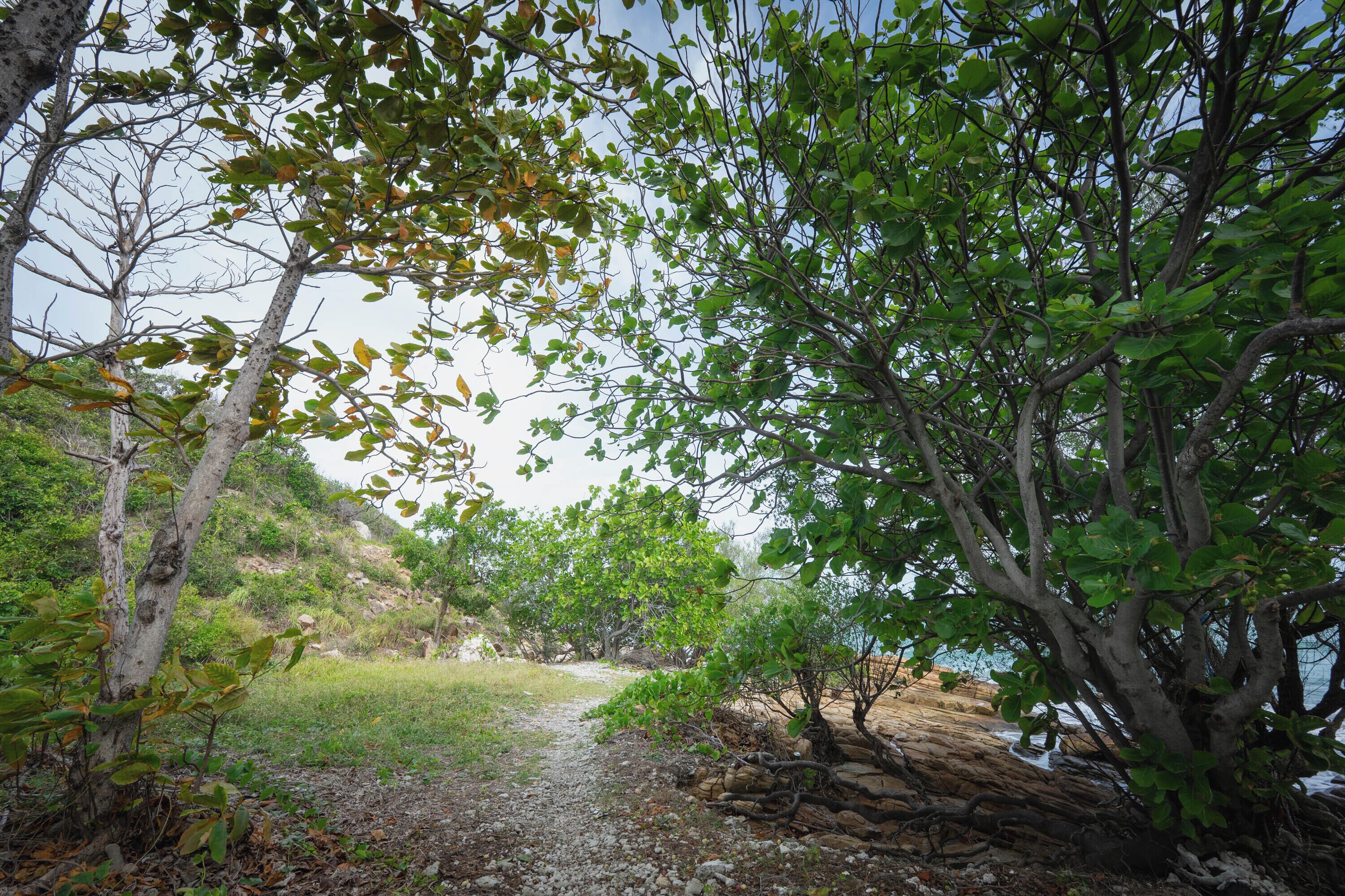 Un paisaje natural con árboles, un sendero de grava y una costa rocosa.