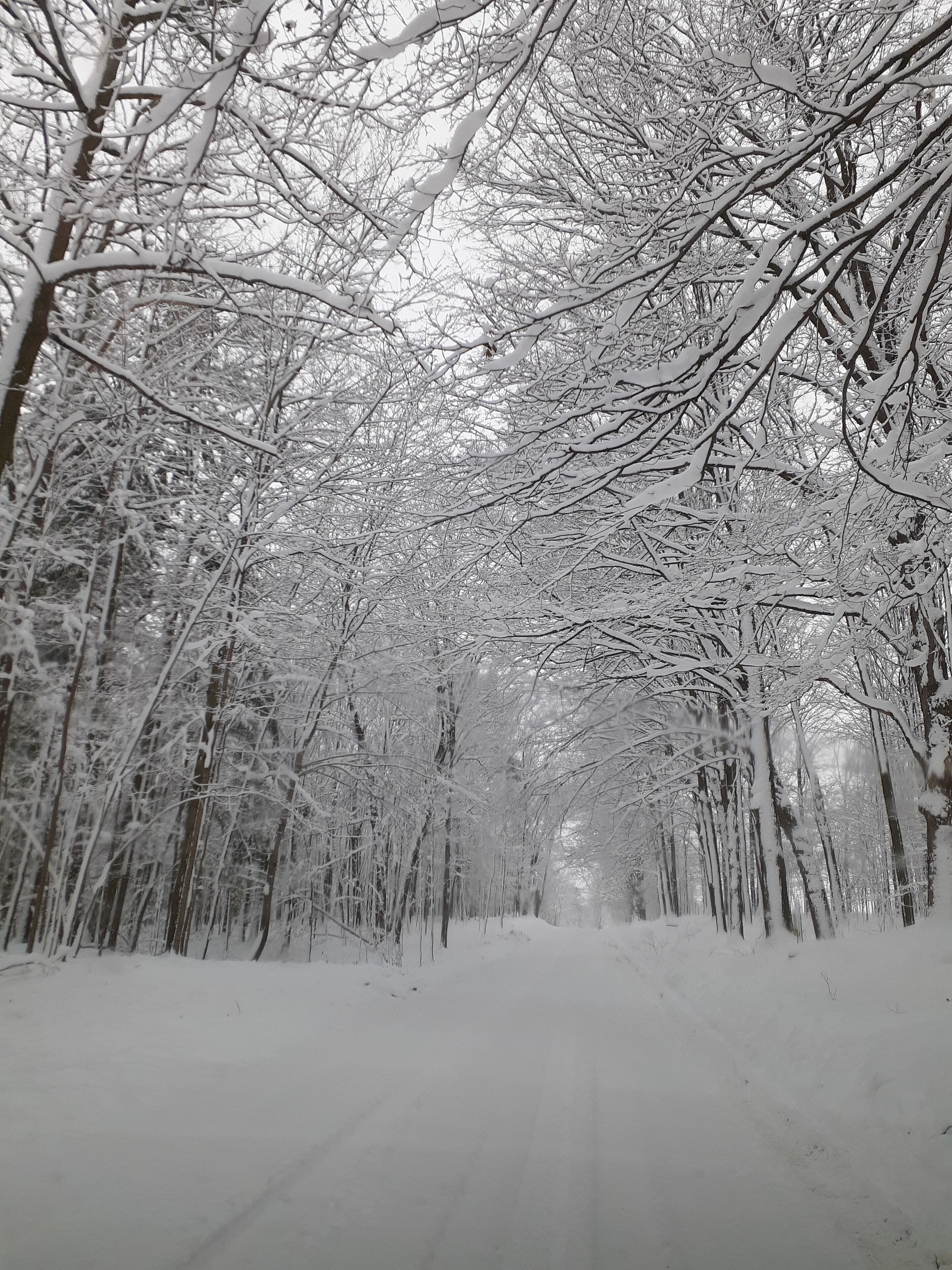 A snow-covered forest path.